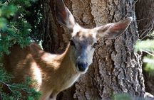 Full Day Best Of Yellowstone National Park Tour From Big Sky 