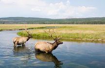 Best Of Yellowstone Full Day Nat'l Park Tour From Gardiner