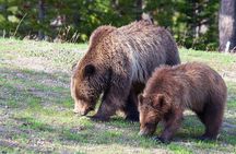 Best Of Yellowstone Full Day Nat'l Park Tour From Gardiner