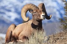Yellowstone & Grand Teton Nat'l Parks Day Tour - Private Tour