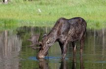 Yellowstone & Grand Teton Nat'l Parks Day Tour - Private Tour