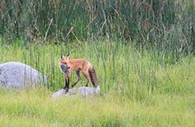 Yellowstone & Grand Teton Nat'l Parks Day Tour - Private Tour