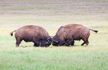 Full Day Best Of Yellowstone National Park Tour From Big Sky 
