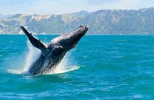 Royal Humpback Whale Exploration