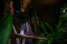  Exclusive Night Walk in La Fortuna and Natural Frog Garden .
