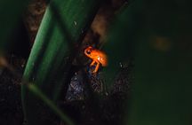  Exclusive Night Walk in La Fortuna and Natural Frog Garden .