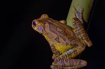  Exclusive Night Walk in La Fortuna and Natural Frog Garden .