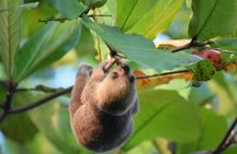 Sloth Tour in La Fortuna - Arenal . NATURAL HABITAT