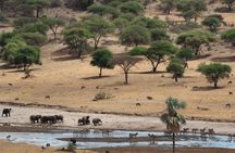 Private Day Trip to Tarangire National Park