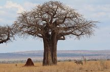 Private Day Trip to Tarangire National Park