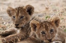 Private Day Trip to Tarangire National Park