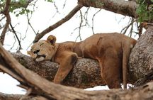 Private Day Trip to Tarangire National Park