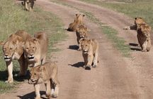 4 Days 3 Nights Tanzanian Budget Safari Tour