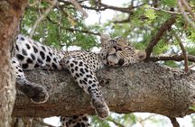 4 Days 3 Nights Tanzanian Budget Safari Tour