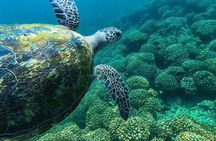 Full Day Dimaniyat Island Excursion