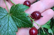 The Reindeer Grove Homestead Tour and Forage