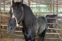 Horseback Riding Ziplines and Cenote Tour with Lunch