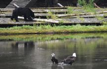 Private Ketchikan City Totems & Wildlife Van Tour