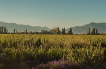 Don Melchor Premium Wine tour