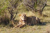 Private 5 Day Maasai Mara with Lake Nakuru and Lake Naivasha Tour