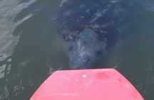 Dolphin and Manatee Adventure Tour of Merritt Island
