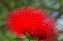 Half Day Private Tour to Botanical Garden in Chania