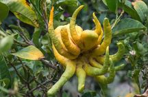 Half Day Private Tour to Botanical Garden in Chania
