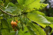 Half Day Private Tour to Botanical Garden in Chania