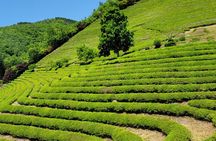 Boseong Tea Plantation & Suncheon National Garden[Train+Bus]