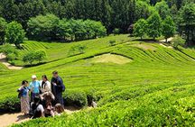 Boseong Tea Plantation & Suncheon National Garden[Train+Bus]