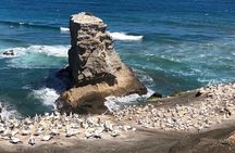 West Auckland Blacksand Beach Tour
