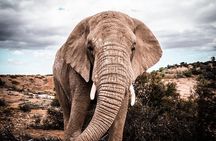 2 Day Small Group Garden Route Big 5 Safari Tour from Cape Town
