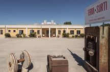 Olive harvest, visit to the oil mill and typical lunch 