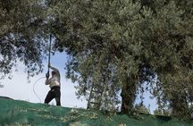 Olive harvest, visit to the oil mill and typical lunch 