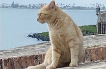 Old San Juan City Walking Tour