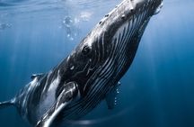 Swimming with Whales in Moorea (Half Day tour) 