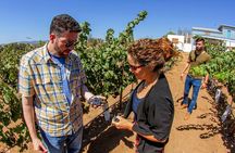 Bites, Sips & Cheers: Ensenada’s Wine, Mezcal, and Food Tour!