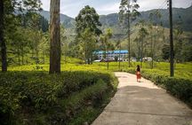 Half Day Private Nuwara Eliya City Tour 
