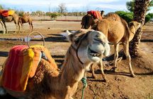 Casablanca Airport to Marrakech Private Transfer with City Tour