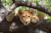 7 Day Tanzania Camping Safari Private Tour