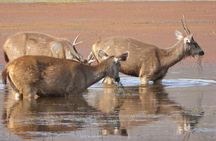 Ranthambore Jeep Safari