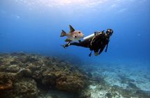 Scuba Diving Underwater