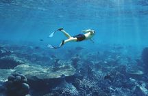 3 Hour Snorkeling and Dolphin Watching Experience in Muscat