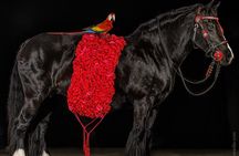 Gypsy Gold Horse Farm Walking Tour