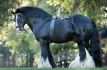 Gypsy Gold Horse Farm Walking Tour