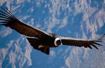 Colca Canyon Full Day Arequipa