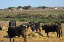 Flamingos and traditions of Camargue Nature Park