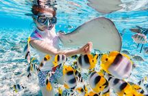 Private Speed Boat Snorkeling with Dolphins Trip - Hurghada