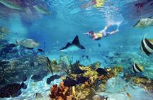 The great snorkeling adventure at the Riviera Maya private tour