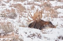 Grand Teton Winter Wildlife Tour
